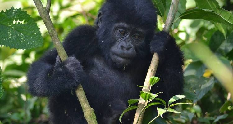 6 jours de rencontre avec les gorilles - hébergement - Acacia Adventure Holidays 1