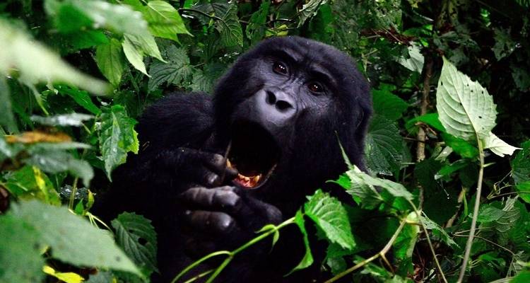 6 jours de rencontre avec les gorilles - hébergement - Acacia Adventure Holidays 7