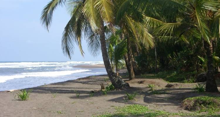 Tortuguero National Park Adventure 4D/3N - Bamba Travel 10