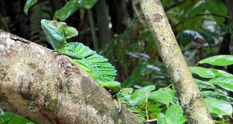 Iguana verde en la rama de un árbol en una selva tropical.