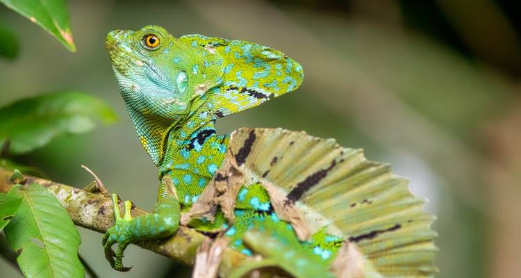 Primer plano de una iguana en un entorno de selva tropical.