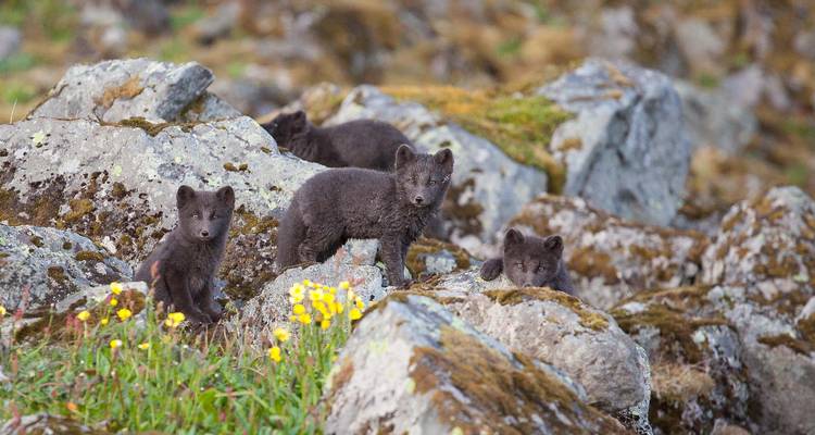 Gruppe neugieriger dunkler Polarfuchswelpen schaut zwischen grauen Felsen und gelben Wildblumen hervor.