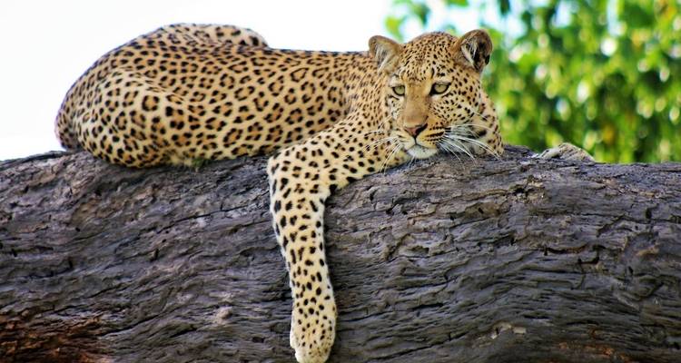 De Serengeti a cataratas Victoria en 21 días - alojamiento - Acacia Adventure Holidays 10