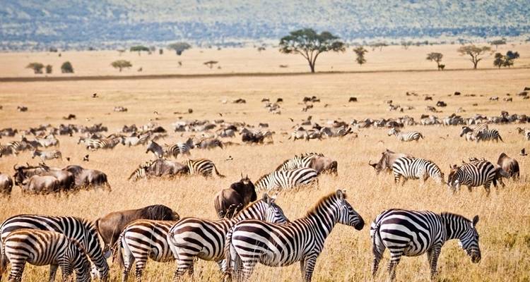 De Serengeti a cataratas Victoria en 21 días - alojamiento - Acacia Adventure Holidays 6
