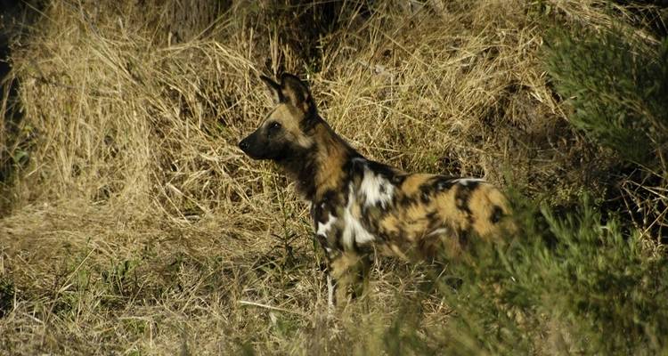 23-day Kruger, Victoria Falls & Zanzibar (Accommodated) - Acacia Adventure Holidays 10