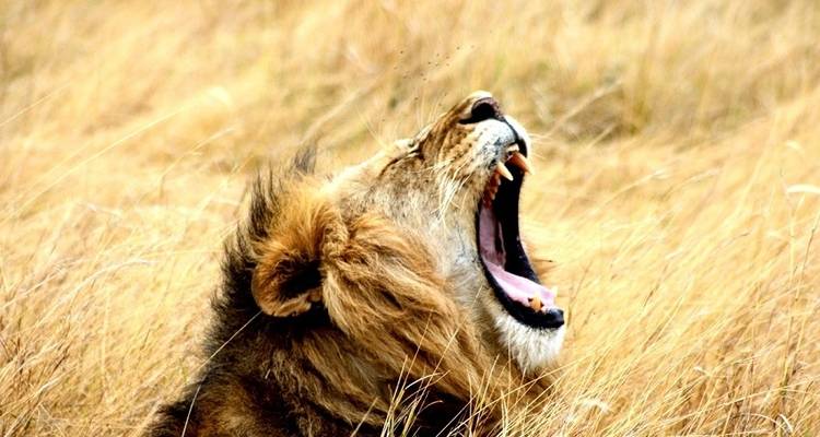 23-day Kruger, Victoria Falls & Zanzibar (Accommodated) - Acacia Adventure Holidays 8