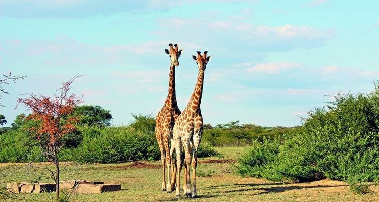 23-day Kruger, Victoria Falls & Zanzibar (Accommodated) - Acacia Adventure Holidays 6