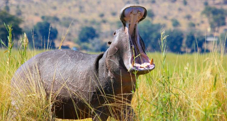 Southern Africa aboard the African Dream: travel to the ends of the earth (port-to-port cruise) - CroisiEurope River Cruises 7