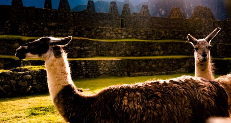 Chemin de l'Inca en 2 jours (Facile) - Valencia Travel Cusco 1