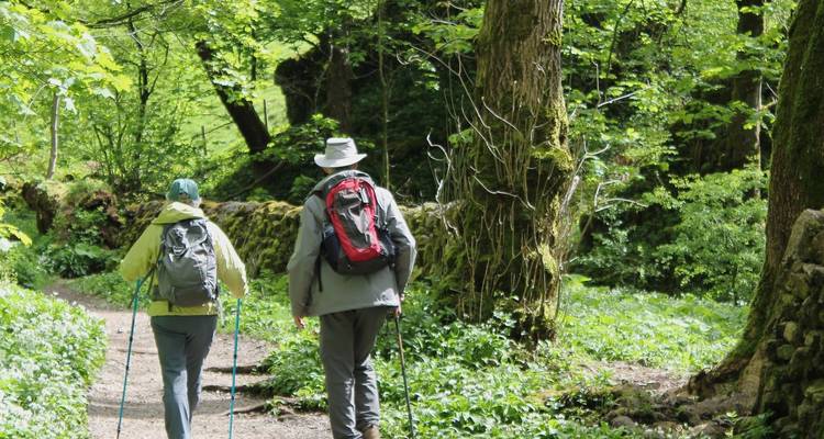 Deux randonneurs marchant sur un sentier forestier verdoyant