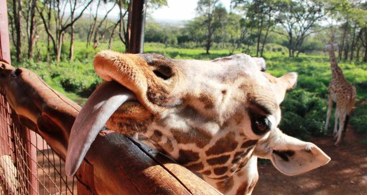 Kenya & Tanzania Trails - 13 days - On The Go Tours 1