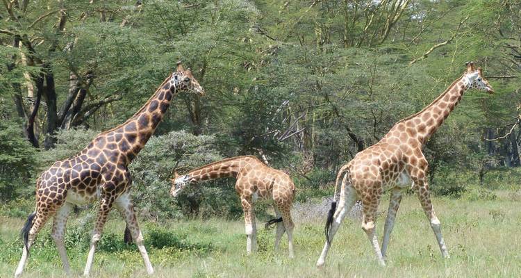 Kenya & Tanzania Trails - 13 days - On The Go Tours 9