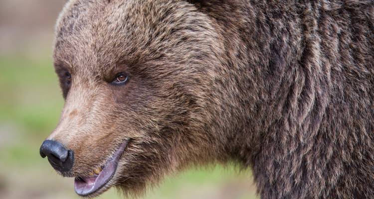 Gros plan sur le visage d'un ours brun.