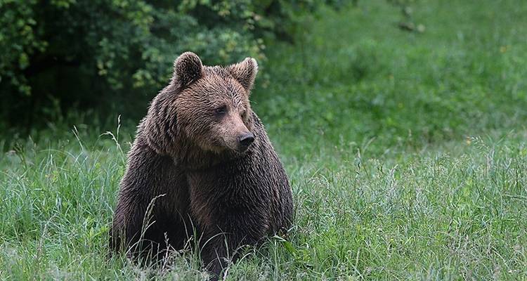 Bulgarie : Le royaume de l'ours brun - Exodus Adventure Travels 8