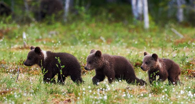 Bulgarie : Le royaume de l'ours brun - Exodus Adventure Travels 1