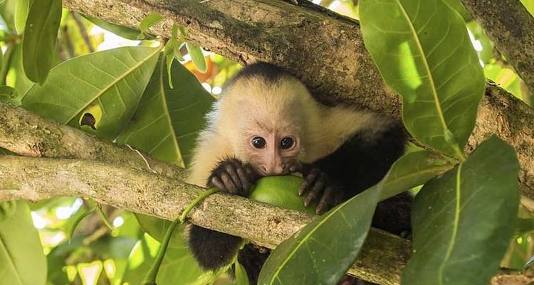 Les hauts lieux de la nature au Costa Rica - Exodus Adventure Travels 5