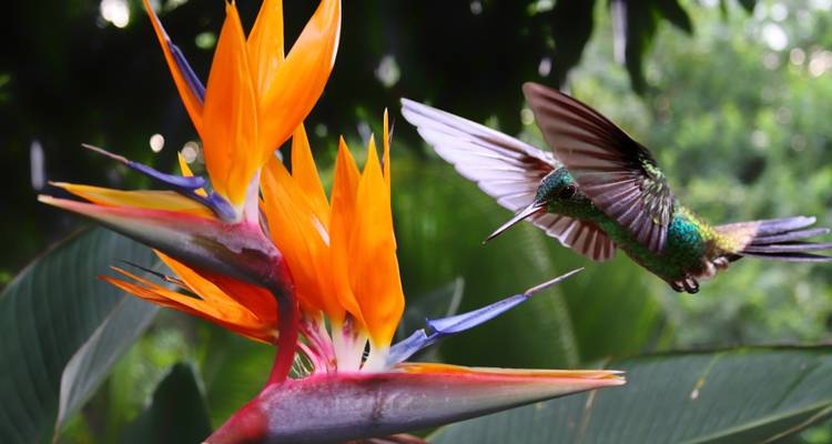 Colibri s'approchant d'une fleur d'oiseau de paradis.