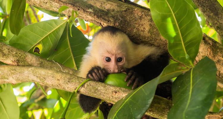 Singe capucin avec un fruit parmi des feuilles vertes luxuriantes.