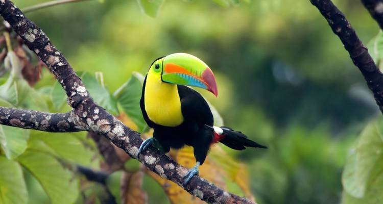 Toucan coloré perché sur une branche dans une jungle vibrante.