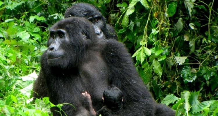 Uganda Gorilla Safari Air-Expedition 4D/3N - Bamba Travel 10