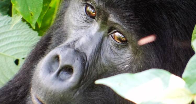 Uganda Gorilla Safari Air-Expedition 4D/3N - Bamba Travel 2