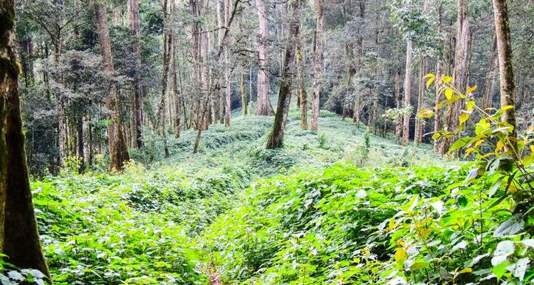 Uganda Gorilla Safari Air-Expedition 4D/3N - Bamba Travel 3