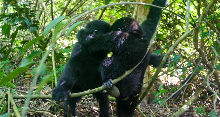Uganda Gorilla Safari Air-Expedition 4D/3N - Bamba Travel 7