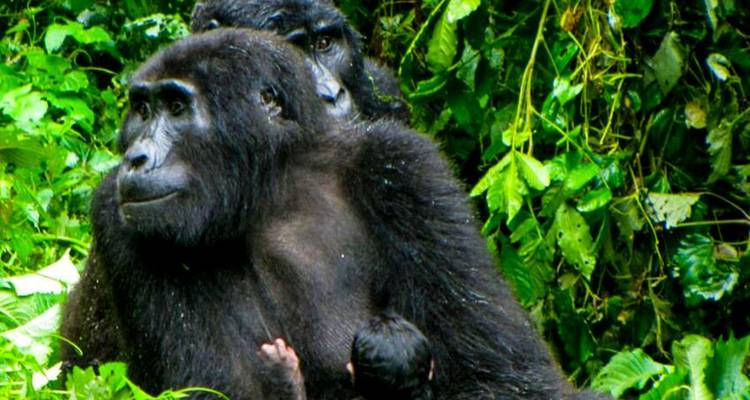 Uganda Gorilla Safari Air-Expedition 4D/3N - Bamba Travel 8