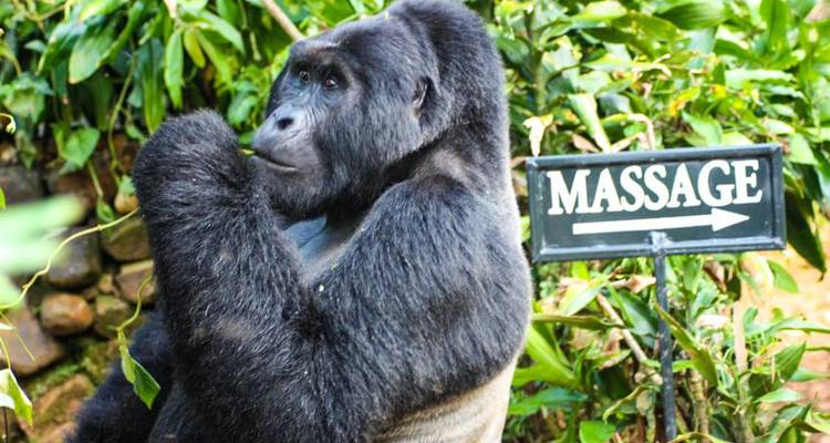Uganda Gorilla Safari Air-Expedition 4D/3N - Bamba Travel 9