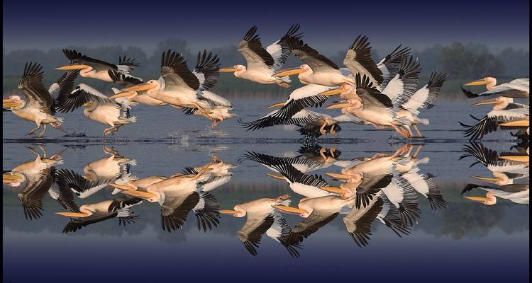 Experiencia de safari privado de cuatro días al Delta del Danubio desde Bucarest - Rolandia 4