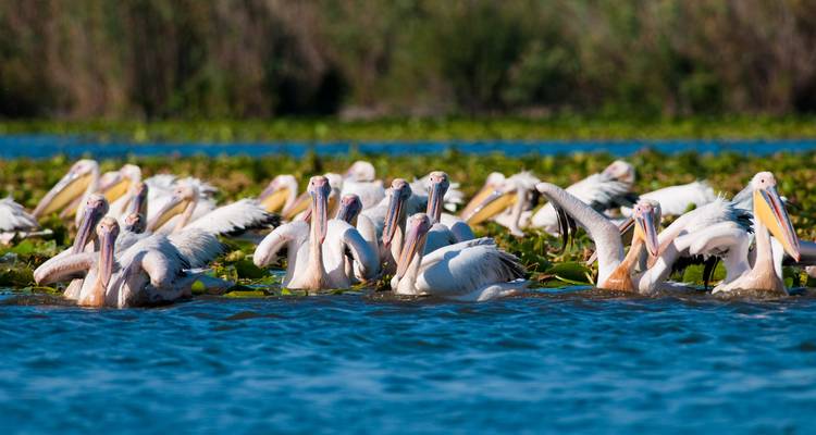 Flock of white pelicans floating among green lily pads on shimmering blue water.