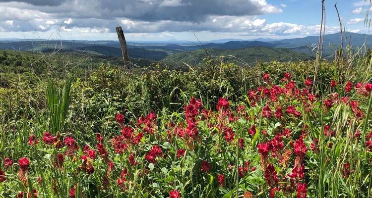 Champ de fleurs sauvages rouges avec des montagnes au loin.