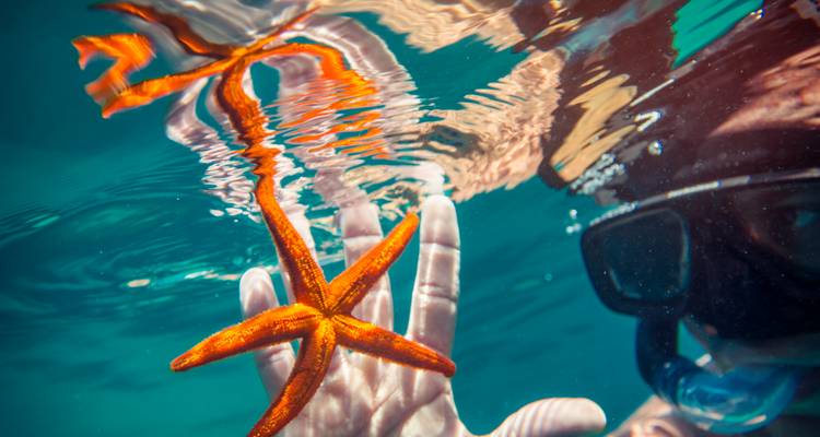 Unterwasseraufnahme aus der Nähe eines Schnorcheltauchers, der einen leuchtend orangefarbigen Seestern in klarem Meer hält.