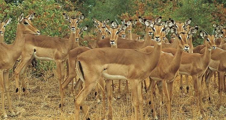 22 jours - Zanzibar, chutes Victoria et Kruger - avec hébergement - Acacia Adventure Holidays 6