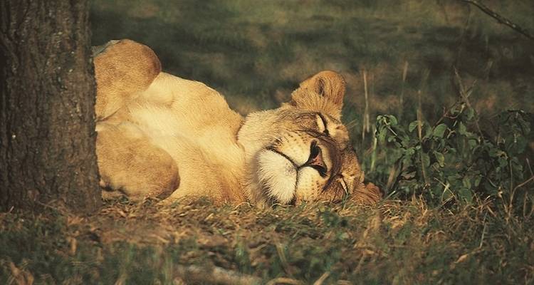22 jours - Zanzibar, chutes Victoria et Kruger - avec hébergement - Acacia Adventure Holidays 3