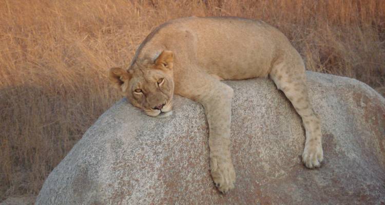 Lioness resting on a large rock with a dry landscape.