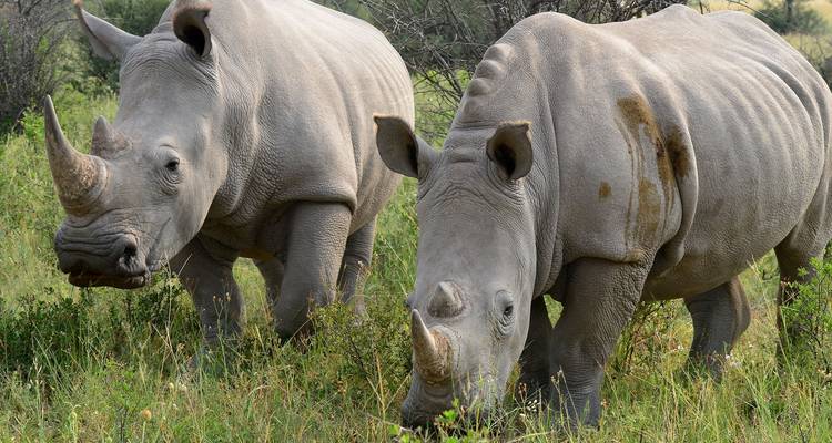 Two white rhinoceroses grazing in a grassy area.