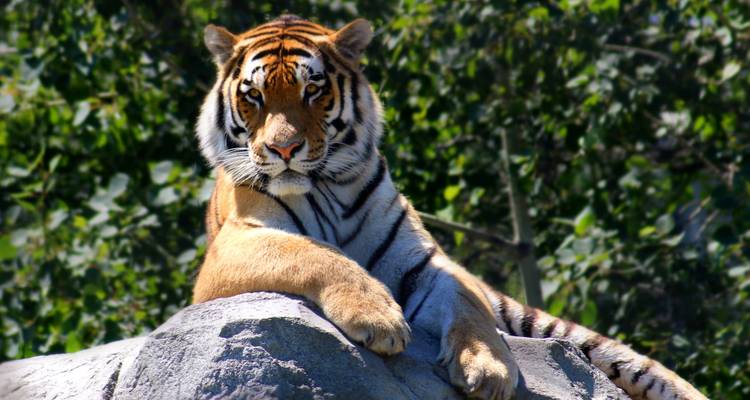 Taj Mahal, Tigre et Ville rose - Yolo India Tours 3