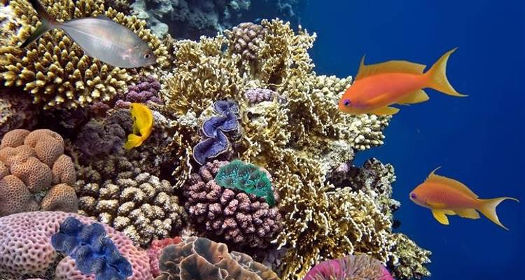 Red Sea Diving 8 days from Amman - Booking Tours 6