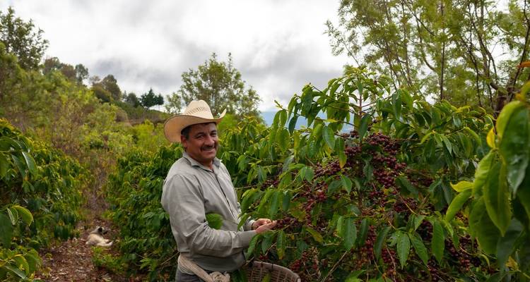 Fermier de café souriant portant un chapeau de paille récolte des cerises de café rouges mûres parmi les rangées luxuriantes de la plantation.