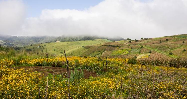 Rolling highland farmland blanketed with yellow wildflowers under low drifting cloud.