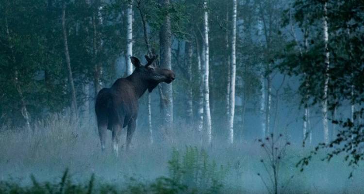 Loups, élans et castors dans les forêts du centre de la Suède - Wild Sweden 3