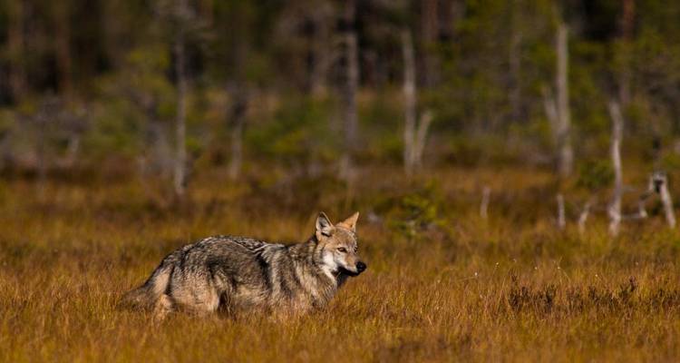 Loups, élans et castors dans les forêts du centre de la Suède - Wild Sweden 8