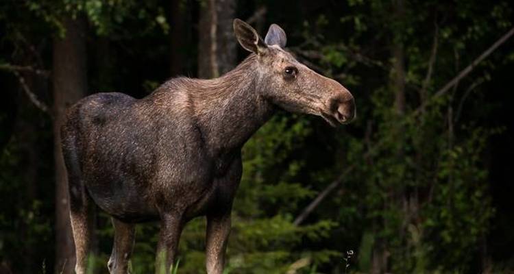 Loups, élans et castors dans les forêts du centre de la Suède - Wild Sweden 6