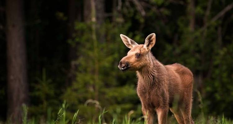 Loups, élans et castors dans les forêts du centre de la Suède - Wild Sweden 9