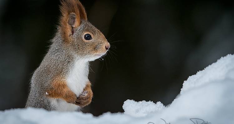 Voyage d'hiver en Laponie sauvage, 7 nuits - Wild Sweden 7