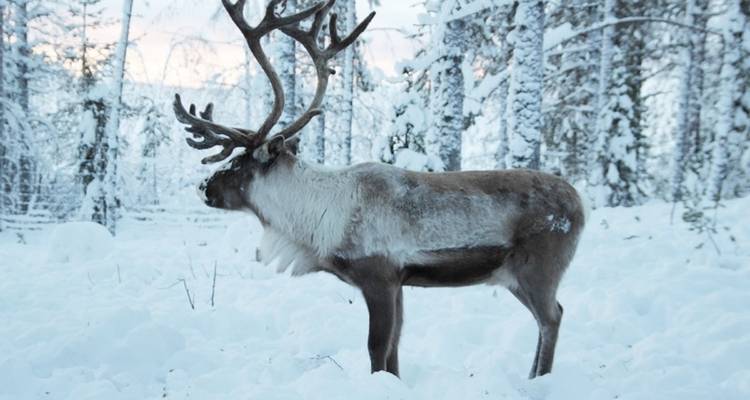 Voyage d'hiver en Laponie sauvage, 7 nuits - Wild Sweden 8