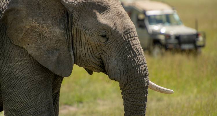 Masai Mara et Gorilles - Circuit classique (camping et hébergement) 2025 - Nomad Africa Adventure Tours 3