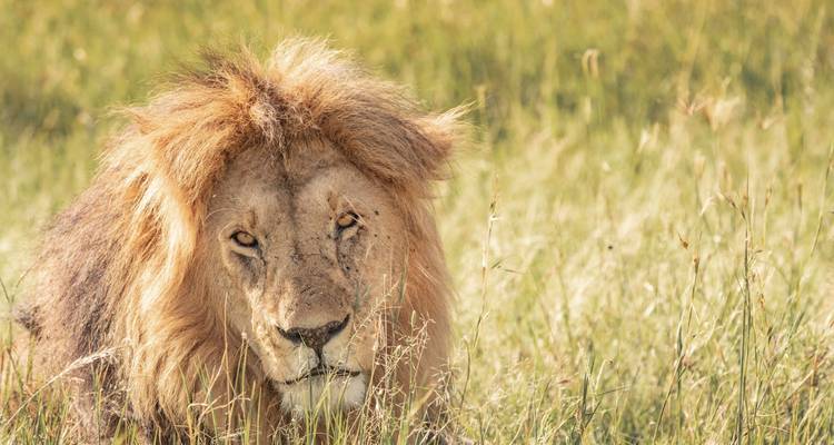 Points forts du Kenya et de la Tanzanie - Circuit classique 2025 - Nomad Africa Adventure Tours 3