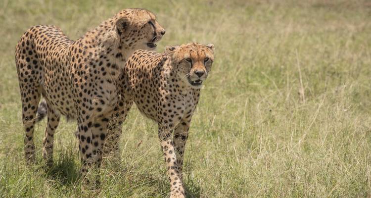 Points forts du Kenya et de la Tanzanie - Circuit classique 2025 - Nomad Africa Adventure Tours 4